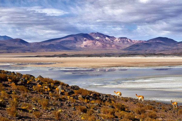 Andes Nativa Tour Atacama