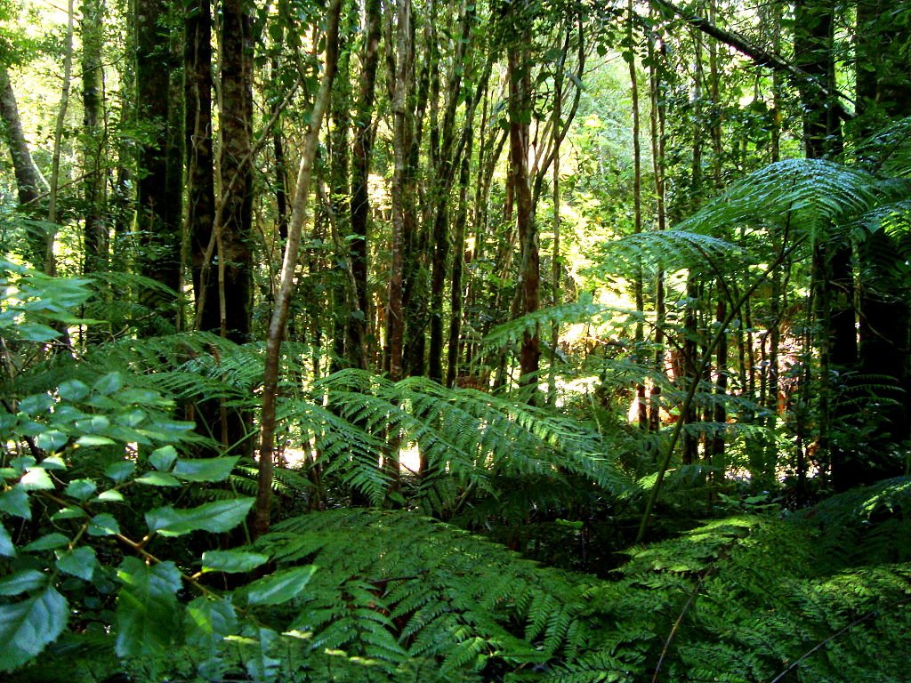 Valdivian Temperate Rainforest in Chile