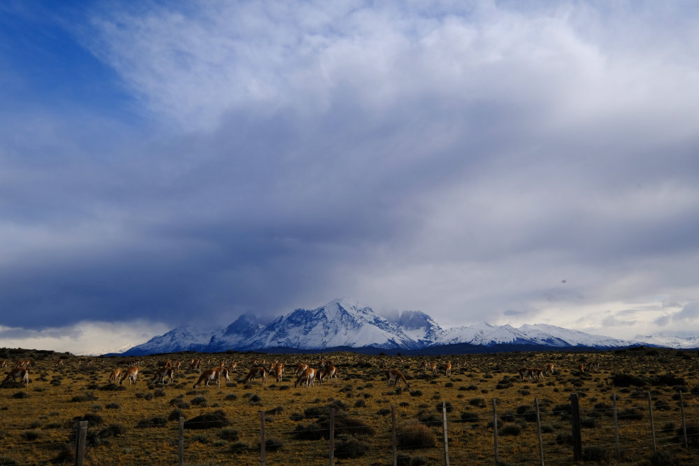 Typical image on a ride on Patagonian streets: Guanacos in the pampa