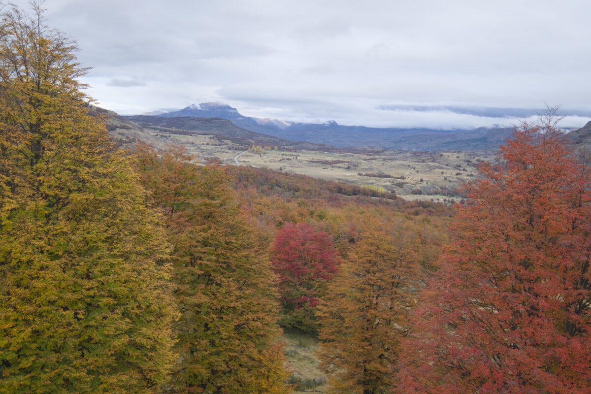 Bäume in Patagonien - Lenga und Ñirres