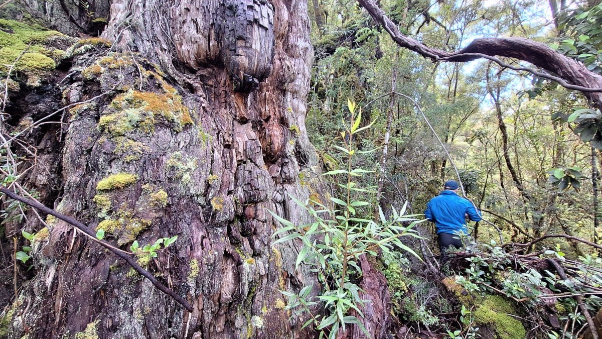 Alerce-Baum im Luma-Park