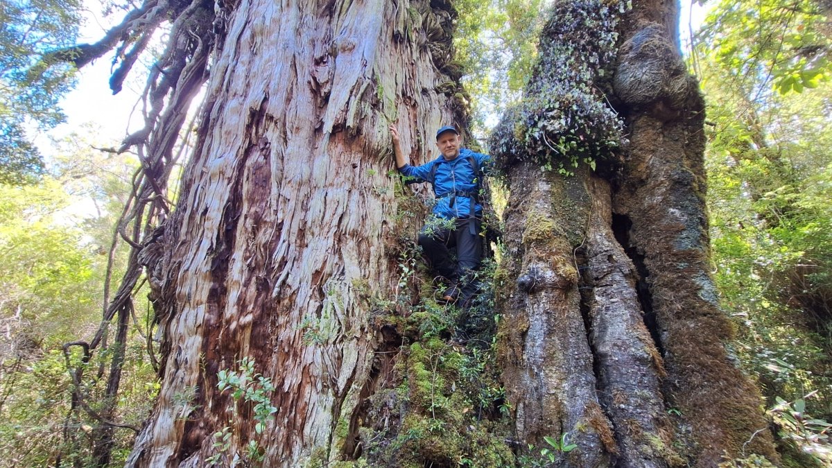 3500 Jahre alte Alerce-Bäume